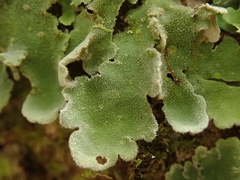 Pseudocyphellaria gretae