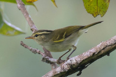 Phylloscopus reguloides