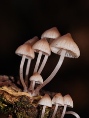 Mycena clarkeana