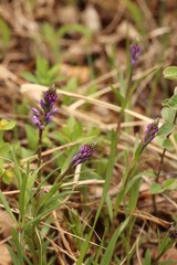 Polygala hybrida