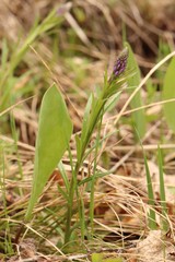 Polygala hybrida