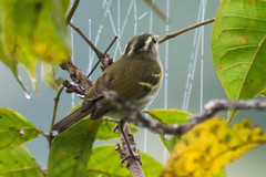 Phylloscopus reguloides