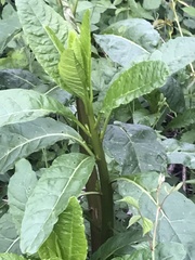 Phytolacca americana