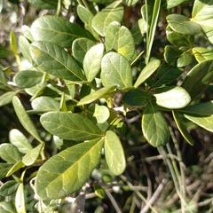 Searsia pterota