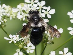 Andrena danuvia