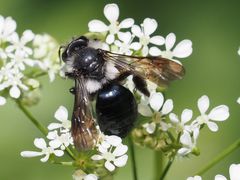 Andrena danuvia