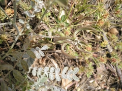 Astragalus hamosus