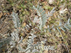 Astragalus hamosus