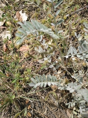 Astragalus hamosus