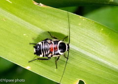 Hemithyrsocera vittata