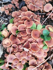 Tubaria furfuracea