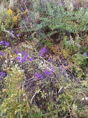 Delphinium pentagynum