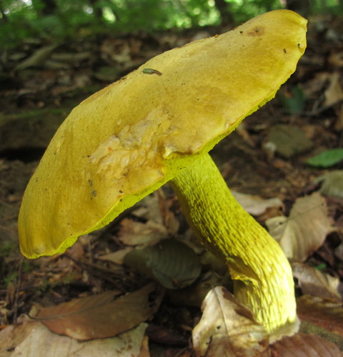 Ornate-stalked bolete