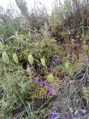 Delphinium pentagynum