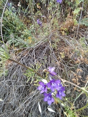 Delphinium pentagynum