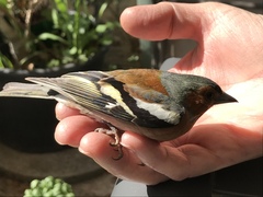 Fringilla coelebs