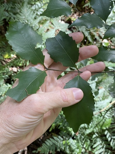 Daphnandra apatela (Daphnandra apatela)
