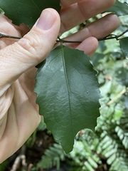 Daphnandra micrantha