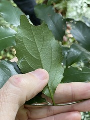 Daphnandra micrantha