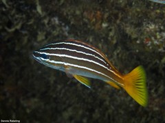 Parapristipoma octolineatum