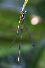 Coeliccia bimaculata