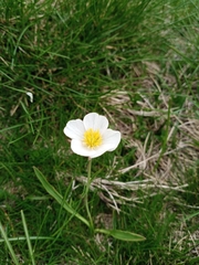 Ranunculus pyrenaeus