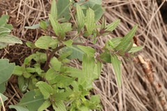 Dracocephalum nutans