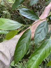 Alangium villosum