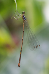 Coeliccia bimaculata