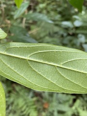 Alangium villosum
