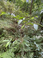 Alangium villosum