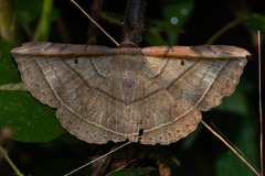 Entomogramma fautrix