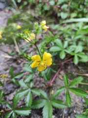 Potentilla kleiniana
