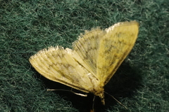 Paratalanta pandalis