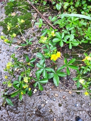 Potentilla kleiniana