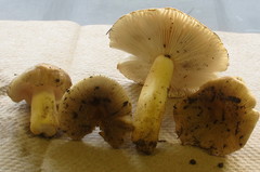 Russula pulverulenta