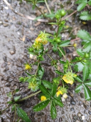 Potentilla kleiniana
