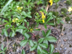 Potentilla kleiniana