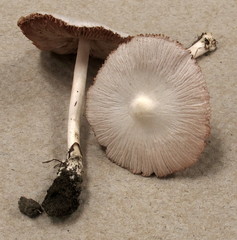 Volvariella pusilla