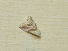 Eublemma roseana