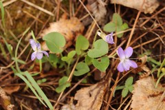Viola rupestris