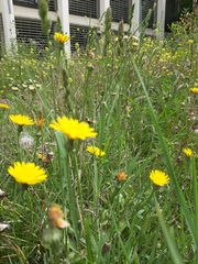 Reichardia intermedia