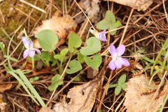 Viola rupestris