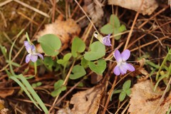 Viola rupestris