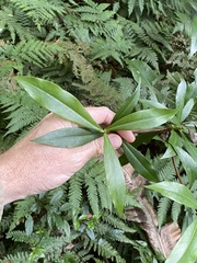 Tasmannia insipida