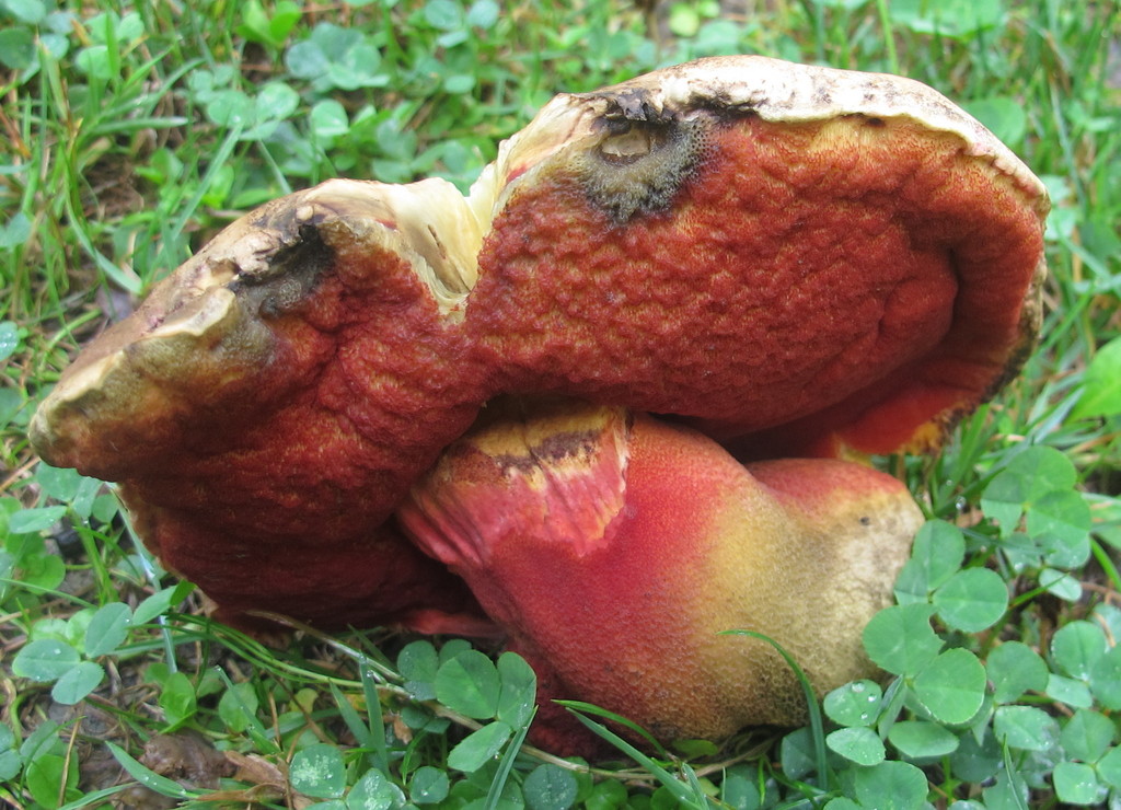 Perfumed Bolete