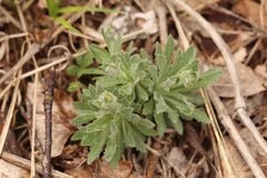 Draba lanceolata
