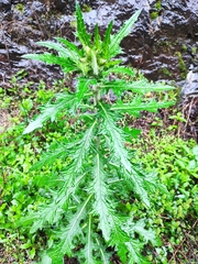 Cirsium japonicum