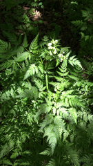 Anthriscus sylvestris