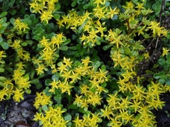Sedum emarginatum